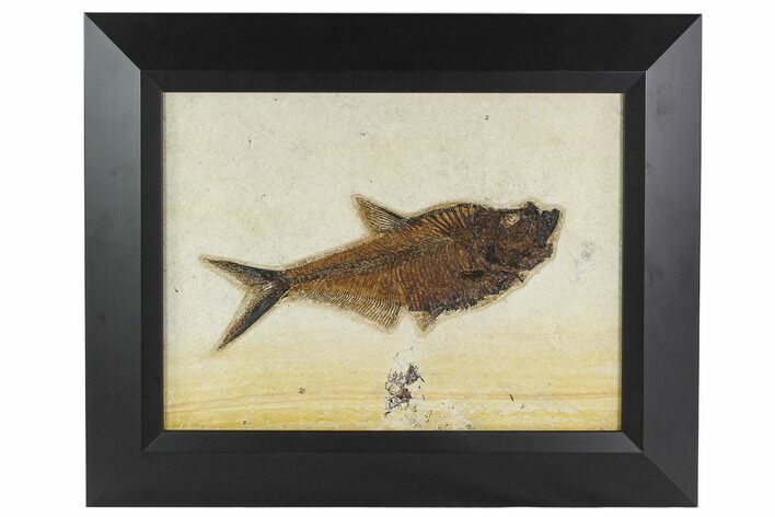 Framed Fossil Fish (Diplomystus) - Wyoming #129133